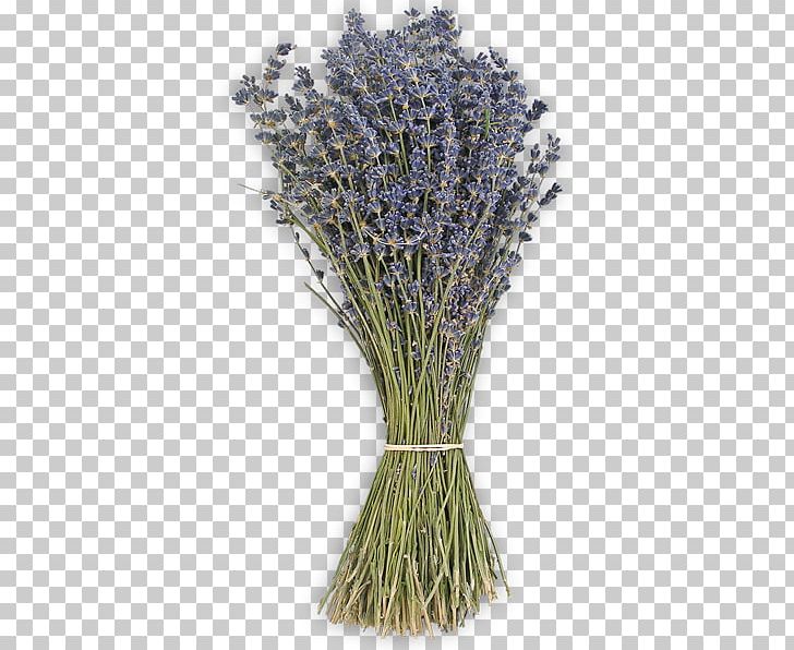 Lavender Grasses Commodity PNG, Clipart, Commodity, Grass, Grasses, Grass Family, Herb Free PNG Download