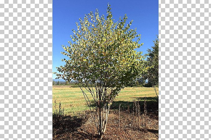 Oak Tree Maple Willow Shrub PNG, Clipart, Autumn, Grove, Land Lot, Maple, Nursery Free PNG Download