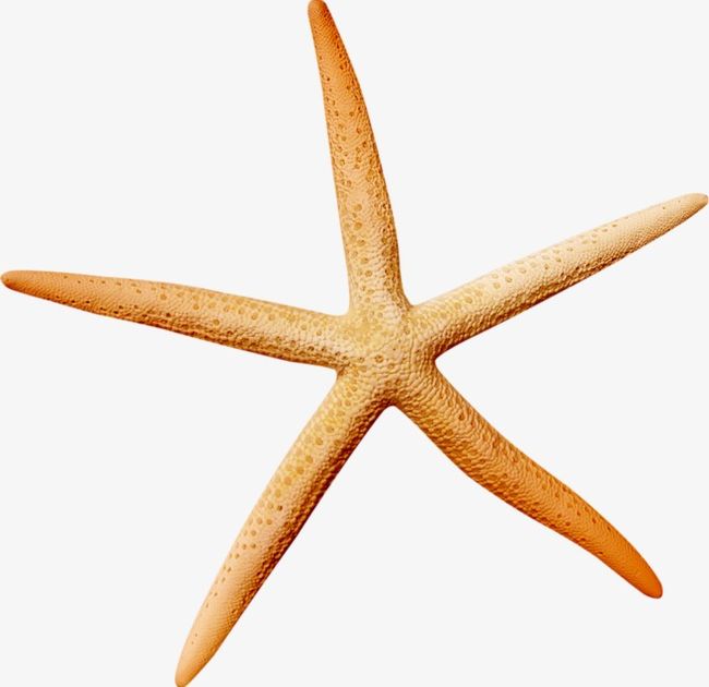 Ocean Starfish PNG, Clipart, Brown, Dream, Ocean, Ocean Clipart, Ocean Was Free PNG Download