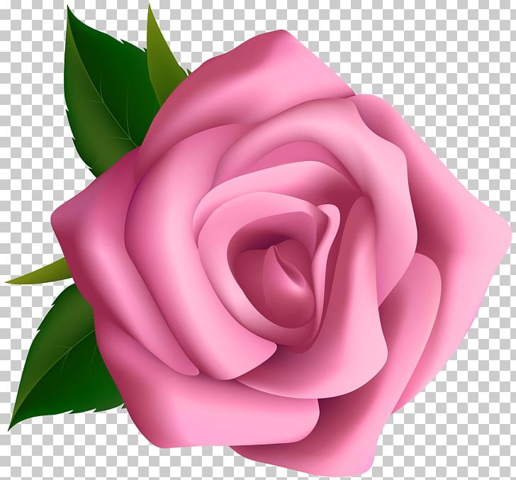 Rose Pink Flower PNG, Clipart, Blog, Blue Rose, China Rose, Clipart, Clip Art Free PNG Download