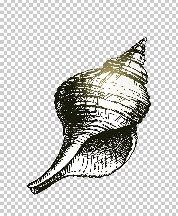 Seashell Drawing Illustration PNG, Clipart, Black, Black And White, Cartoon, Cartoon Conch, Conch Free PNG Download