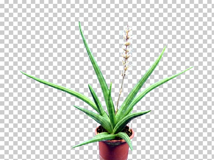Aloe Sansevieria Embryophyta Succulent Plant Cactaceae PNG, Clipart, Agave, Agavoideae, Aloe, Asparagaceae, Flowering Plant Free PNG Download
