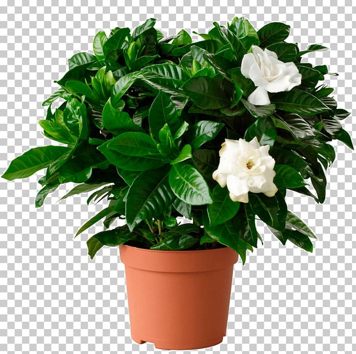 Cape Jasmine Houseplant Flowerpot Shrub PNG, Clipart, Cape Jasmine, Cut Flowers, Evergreen, Fittonia, Flower Free PNG Download
