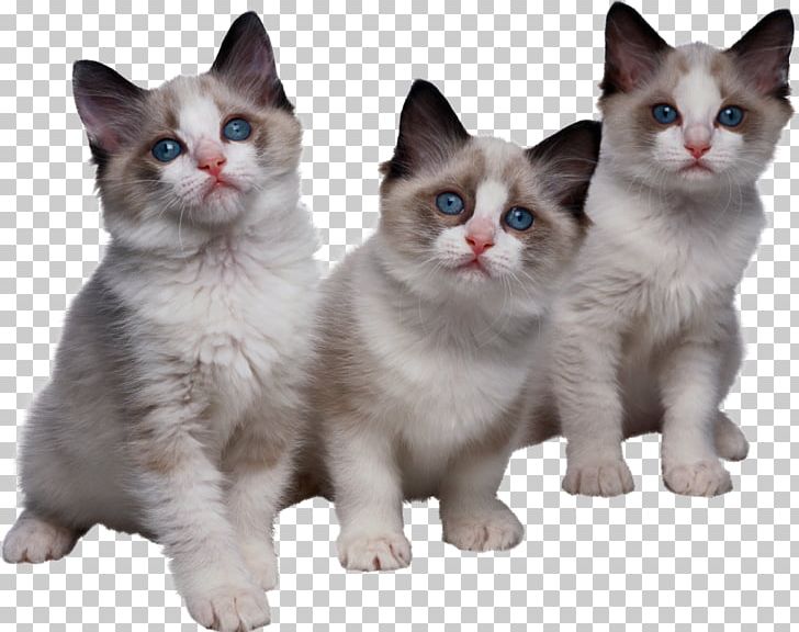 Cats PNG, Clipart, Cats Free PNG Download