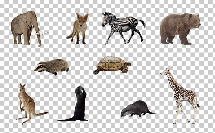 Desktop PNG, Clipart, Animal Figure, Animals, Carnivoran, Computer Icons, D 4 Free PNG Download