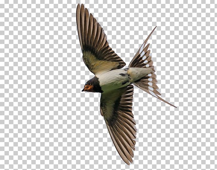 Finch Bird Common Starling Flight Eurasian Jay PNG, Clipart, Animals, Barn Swallow, Beak, Bird, Bird Anatomy Free PNG Download