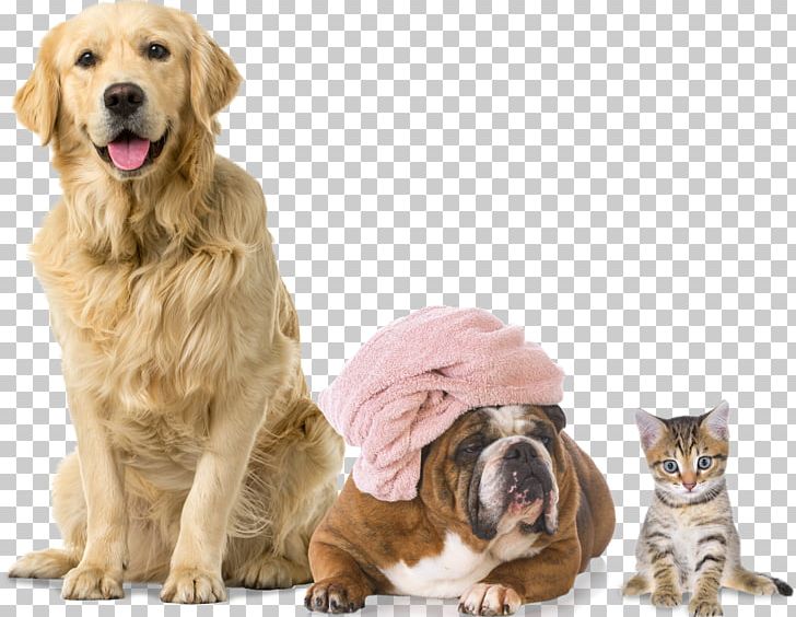 Golden Retriever Labrador Retriever Tweed Water Spaniel Pet Sitting Puppy PNG, Clipart, Animals, Breed, Cat, Companion Dog, Dog Free PNG Download