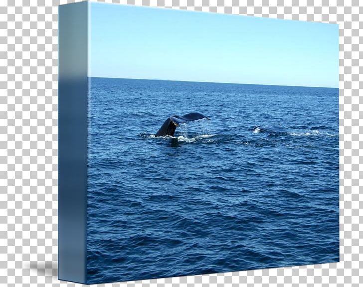 Gray Whale Douchegordijn Humpback Whale Dolphin Water PNG, Clipart, Cetacea, Curtain, Dolphin, Douchegordijn, Gray Whale Free PNG Download