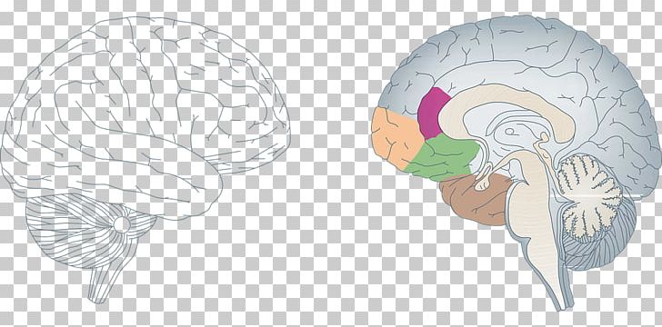 Neuroplasticity Brain Nervous System Agy Neuron PNG, Clipart, Agy, Brain, Brain Vector, Cell, Drawing Free PNG Download
