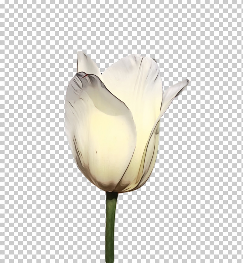 White Tulip Flower Petal Plant PNG, Clipart, Alismatales, Anthurium, Arum Family, Bud, Cut Flowers Free PNG Download