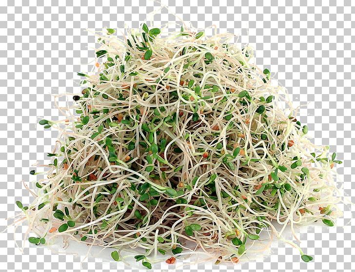 Alfalfa Sprouts Sprouting Soy Milk Seed PNG, Clipart, Alfalfa, Alfalfa Sprouts, Crop, Food, Food Drinks Free PNG Download