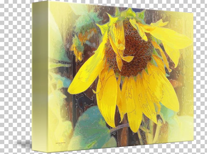 Common Sunflower Painting Sunflower M Bowing Thin-shell Structure PNG, Clipart, Art, Bowing, Common Sunflower, Daisy Family, Flower Free PNG Download