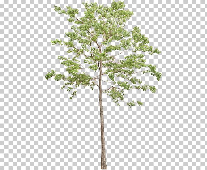 Landscape Architecture Drawing PNG, Clipart, Architectural Drawing, Architectural Rendering, Architecture, Branch, Drawing Free PNG Download