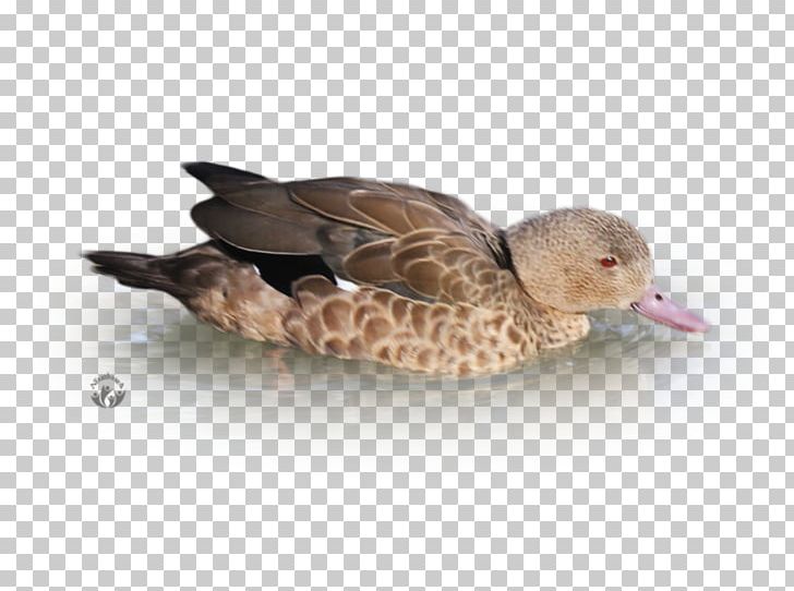 Mallard Duck Beak Feather Animal PNG, Clipart, Animal, Animals, Beak, Bird, Duck Free PNG Download