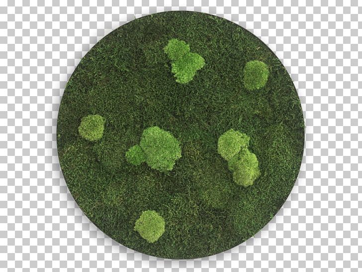 Circle Bryophyte Swiss Franc Iceland Moss Sphere PNG, Clipart, Bryophyte, Circle, Diameter, Education Science, Ellipse Free PNG Download