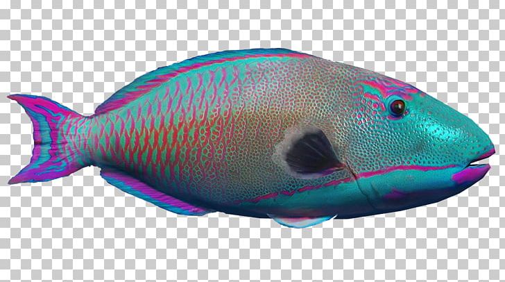 Marine Biology Marine Mammal Coral Reef Fish Fin PNG, Clipart, Animals, Biology, Blackbanded Sea Krait, Coral, Coral Reef Free PNG Download