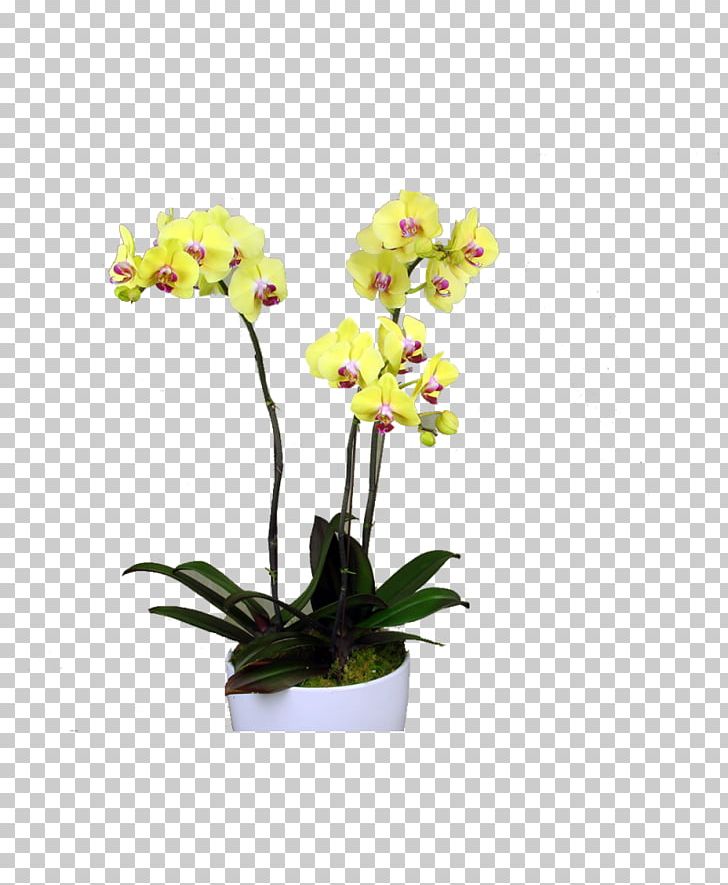 Moth Orchids Dendrobium Yellow Cattleya Orchids PNG, Clipart, Artificial Flower, Blossom, Bouquet Of Orchids, Cattleya, Cattleya Orchids Free PNG Download