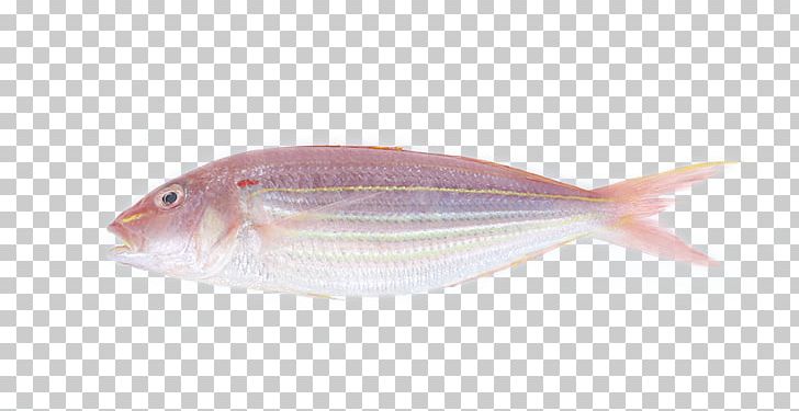 Northern Red Snapper Fish Products Cod Oily Fish Pagrus Major PNG, Clipart, Animal Source Foods, Aquarium Fish, Biology, Cartoon, Cod Free PNG Download