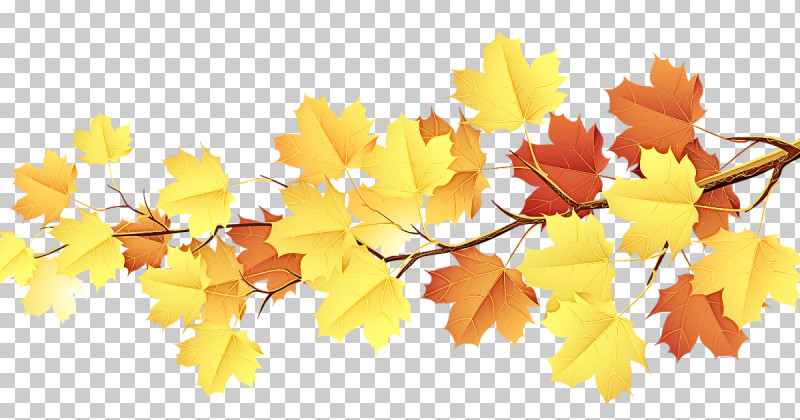 Maple Leaf PNG, Clipart, Autumn, Autumn Leaf Color, Branch, Leaf, Maple Free PNG Download