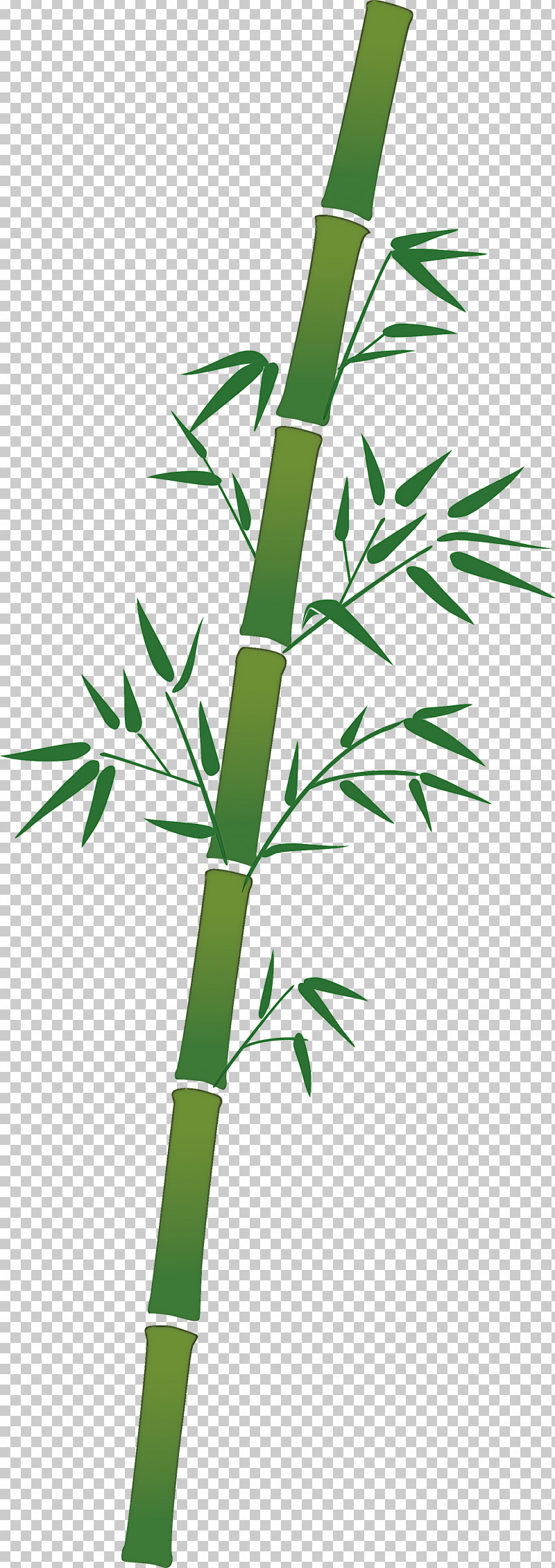 Bamboo Leaf PNG, Clipart, Bamboo, Branch, Elymus Repens, Flower, Grass Free PNG Download