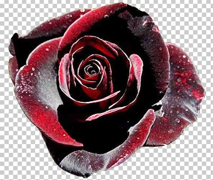 Black Rose Black Baccara Garden Roses PNG, Clipart, Baccara, Black, Black Baccara, Black Magic, Black Rose Free PNG Download