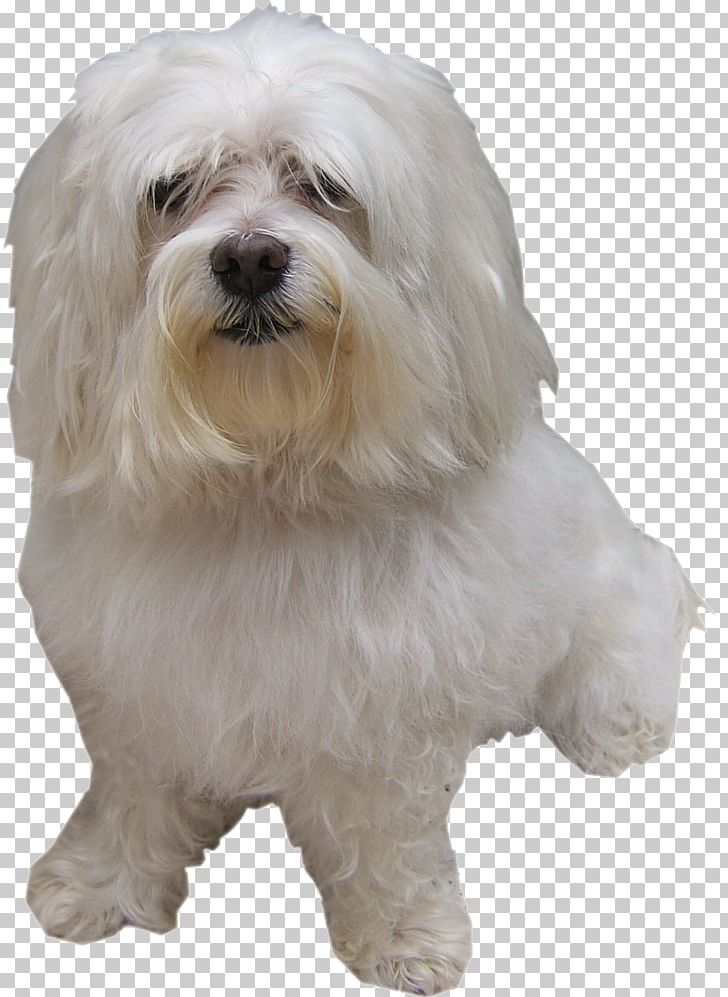 Maltese Dog Little Lion Dog Bolognese Dog Coton De Tulear Havanese Dog PNG, Clipart, Amour, Bichon, Bolognese, Bolognese Dog, Carnivoran Free PNG Download