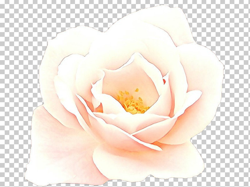 Garden Roses PNG, Clipart, Floribunda, Flower, Garden Roses, Petal, Pink Free PNG Download