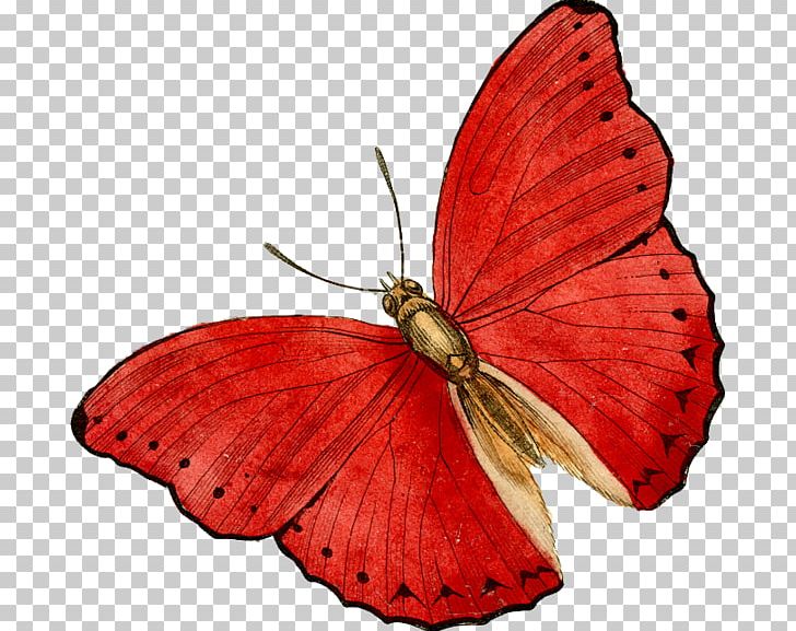 Brush-footed Butterflies Butterfly Moth Pieridae Painting PNG, Clipart, Art, Arthropod, Brush Footed Butterfly, Butterflies And Moths, Butterfly Free PNG Download