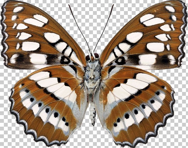 Milkweed Butterfly Light Parrot Photography PNG, Clipart, Arthropod, Bombycidae, Brush Footed Butterfly, Butterflies And Moths, Butterfly Free PNG Download