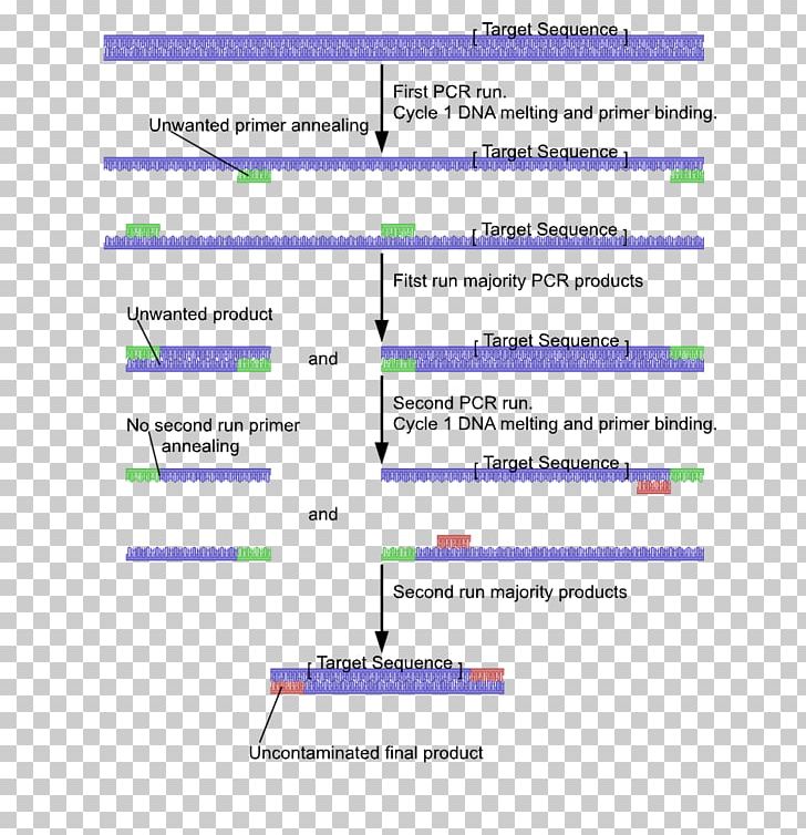 Nested Polymerase Chain Reaction Primer Inverse Polymerase Chain Reaction Reverse Transcription Polymerase Chain Reaction PNG, Clipart, Angle, Area, Chain Reaction, Diagram, Dna Polymerase Free PNG Download