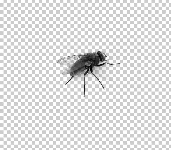 Desktop PNG, Clipart, Arthropod, Bee, Black And White, Computer Icons, Desktop Wallpaper Free PNG Download