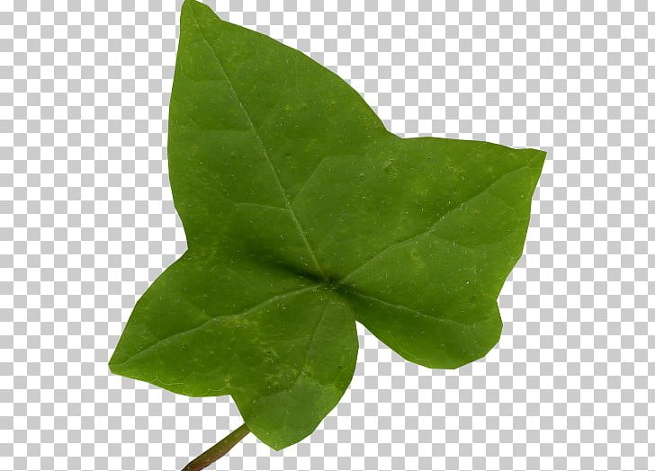 Leaf Common Ivy Araliaceae Vine PNG, Clipart, Araliaceae, Common Ivy, Ivy, Ivy League, Leaf Free PNG Download