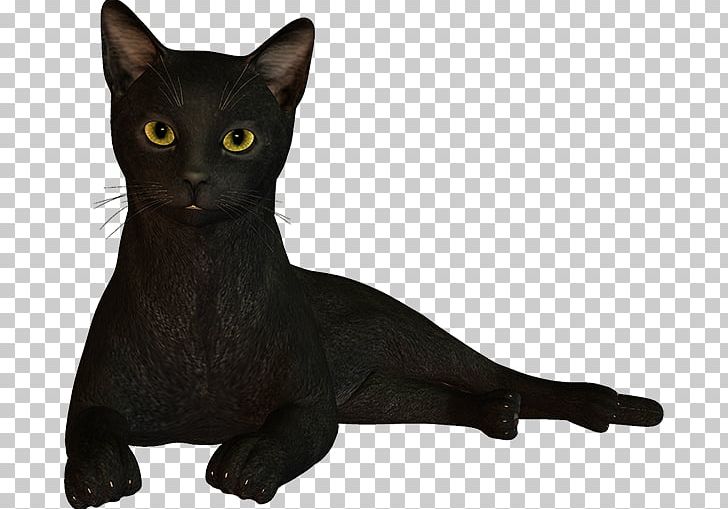 Black Cat Bombay Cat Korat Havana Brown Oriental Shorthair PNG, Clipart, Black, Bombay, Bombay Cat, Brazilian Shorthair, Burmese Cat Free PNG Download