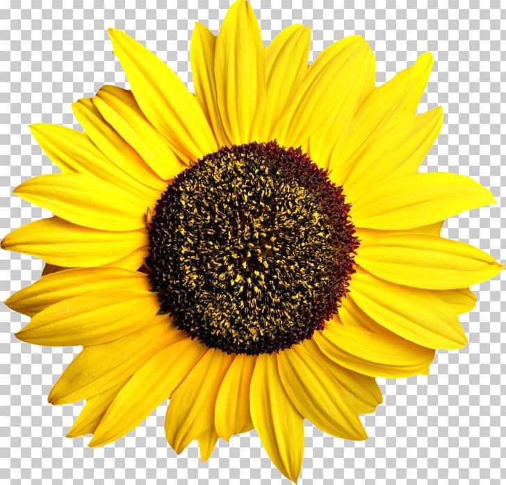 Common Sunflower Pixel Computer File PNG, Clipart, Common Sunflower, Computer File, Cooking Oils, Daisy Family, Flower Free PNG Download