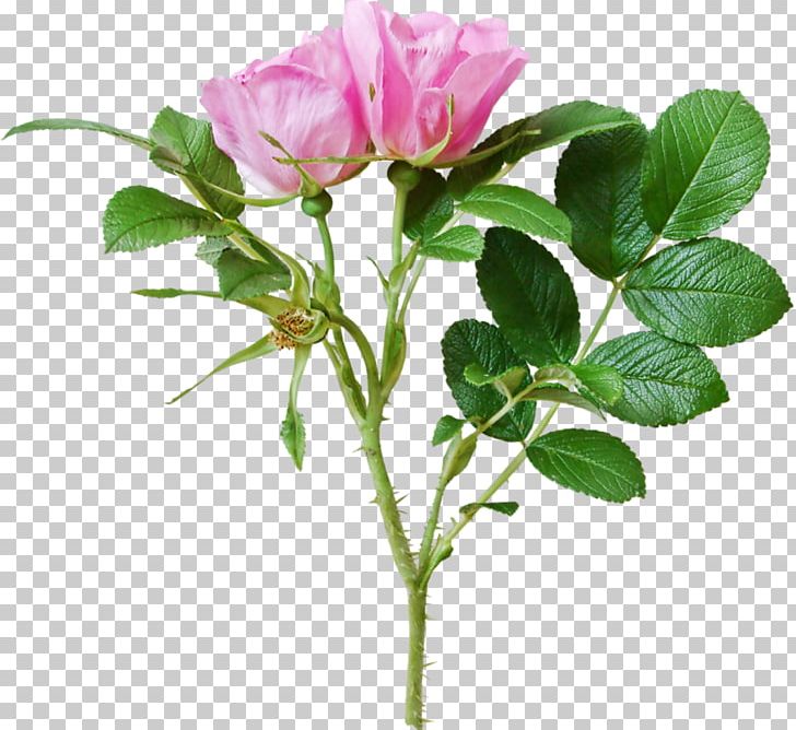 Garden Roses Centifolia Roses Green Beach Rose Flower PNG, Clipart, Beach Rose, Branch, Centifolia Roses, China Rose, Color Free PNG Download