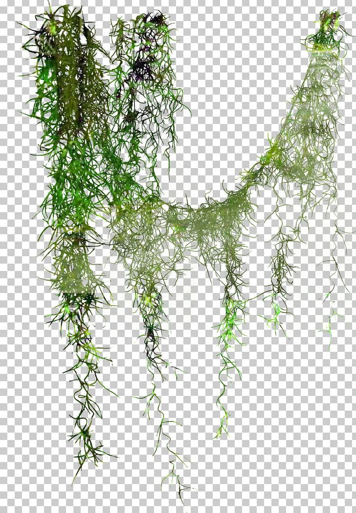 Liana Tree Leaf Photography Plant Stem PNG, Clipart,  Free PNG Download