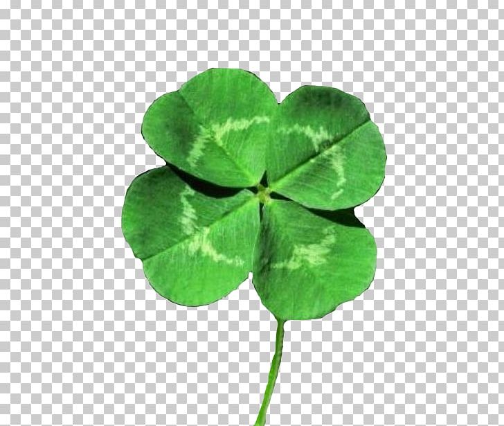 White Clover Four-leaf Clover Luck Shamrock Saint Patrick's Day PNG, Clipart, Annual Plant, Clover, Fairy, Flag Of Ireland, Flowers Free PNG Download