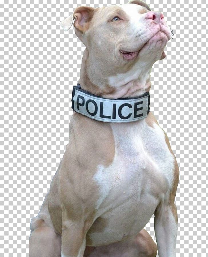 american police dog breeds