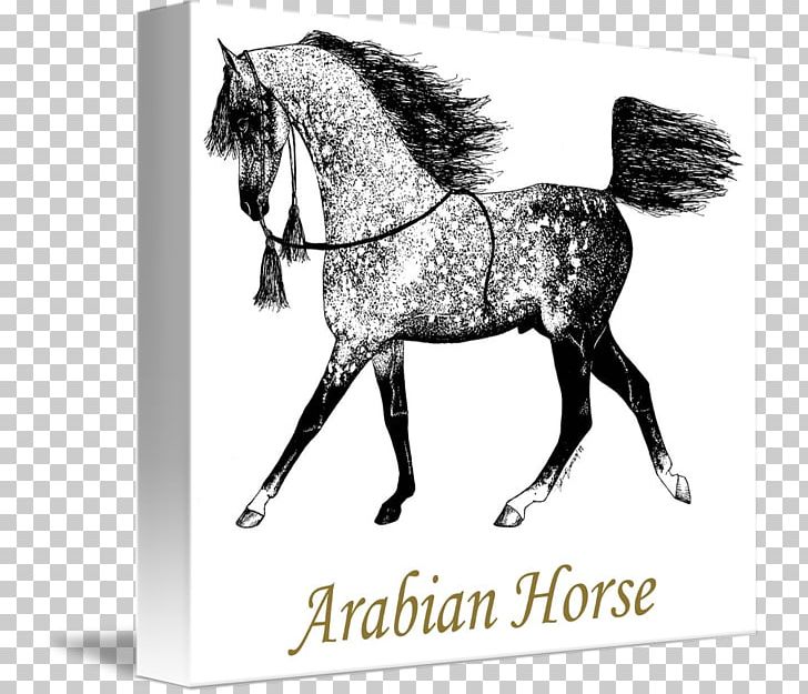 Arabian Horse Stallion Pony Mustang Mane PNG, Clipart, Arabian Horse, Black And White, Bridle, Colt, English Riding Free PNG Download
