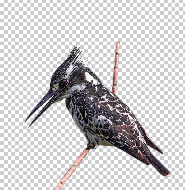 Beak Feather PNG, Clipart, Animals, Beak, Bird, Birds Hunter, Fauna Free PNG Download