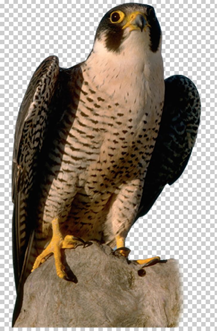 Bird Falcon Computer Icons PNG, Clipart, Accipitriformes, Animals, Beak, Bird, Bird Of Prey Free PNG Download