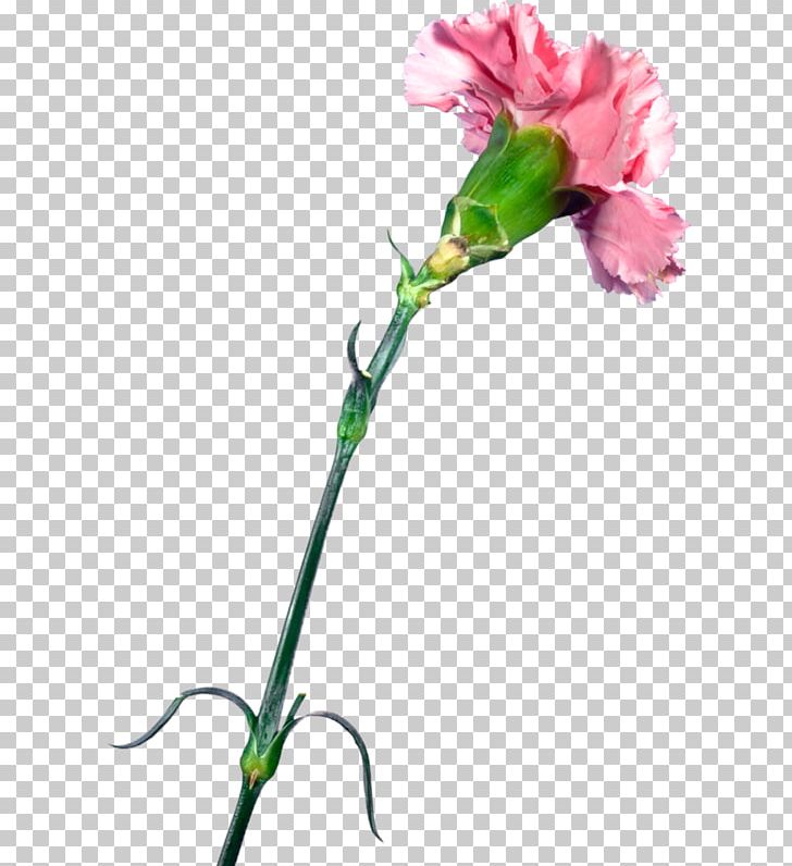 Carnation Garden Roses Cut Flowers Clove PNG, Clipart, Advertising, Branch, Bud, Carnation, Flora Free PNG Download