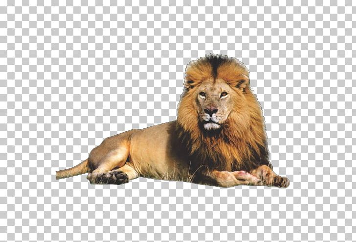 East African Lion Felidae PNG, Clipart, Big Cats, Carnivoran, Cat Like Mammal, Computer Icons, Desktop Wallpaper Free PNG Download