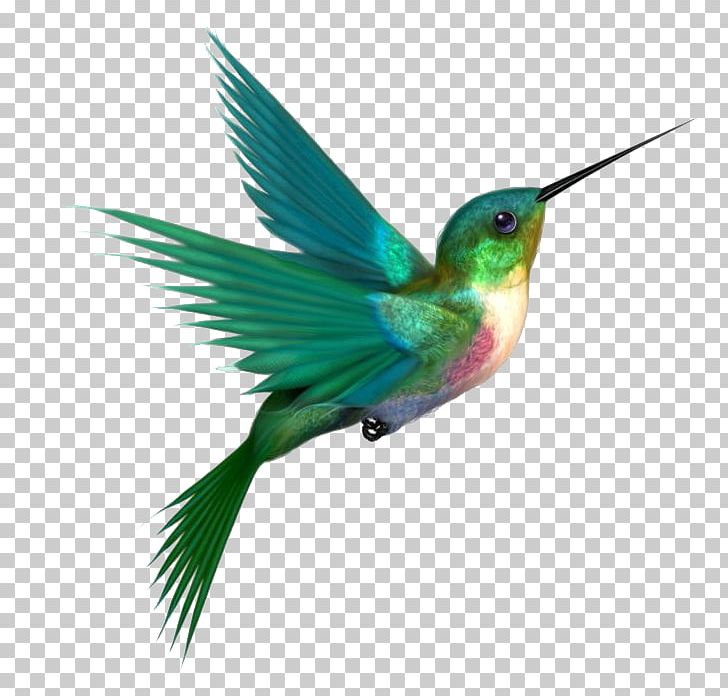 Hummingbird PNG, Clipart, Beak, Bird, Clip Art, Computer Icons, Download Free PNG Download