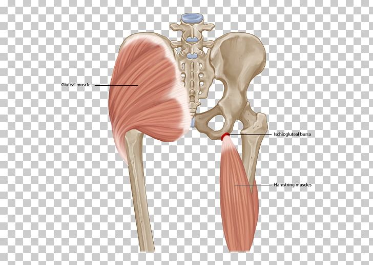 Shoulder Ischial Bursitis Ischium Ischial Tuberosity Synovial Bursa PNG, Clipart, Ache, Body Muscle Anatomy Therapy, Bursitis, Gluteus Maximus Muscle, Greater Trochanteric Pain Syndrome Free PNG Download