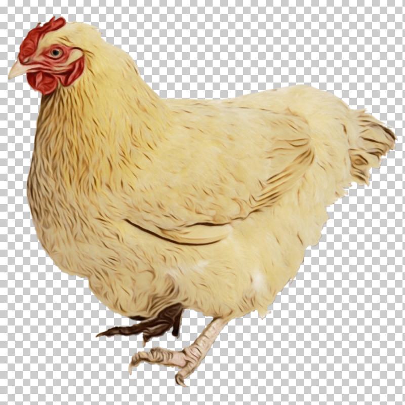Fried Chicken PNG, Clipart, Broiler, Chicken, Egg, Fowl, Fried Chicken Free PNG Download