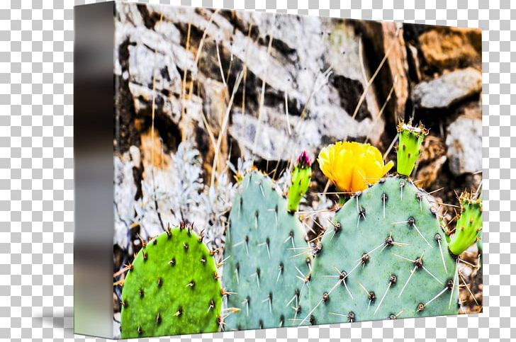 Citroën Cactus M Nopal PNG, Clipart, Arizona Desert, Cactus, Caryophyllales, Flora, Flowering Plant Free PNG Download