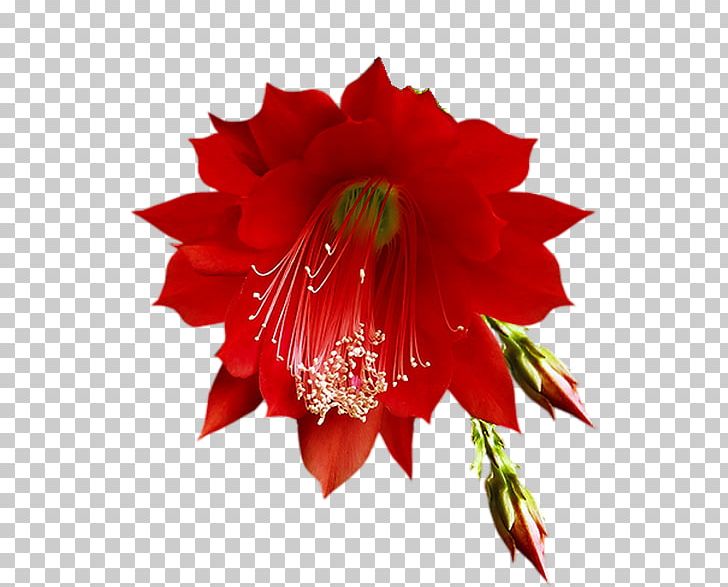 Cut Flowers Red Floral Design PNG, Clipart, Alstroemeriaceae, Amaryllis Belladonna, Amaryllis Family, Arumlily, Cactus Free PNG Download