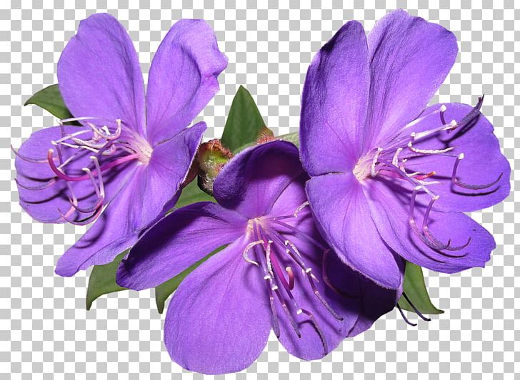 Desktop Portable Network Graphics Flower Stock.xchng PNG, Clipart, Alstroemeriaceae, Bellflower Family, Blue, Cut Flowers, Desktop Wallpaper Free PNG Download