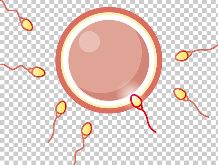 Fallopian Tube Birth Control Fertilisation Obstetrics And Gynaecology Zygote PNG, Clipart, Area, Birth Control, Circle, Egg Cell, Fallopian Tube Free PNG Download
